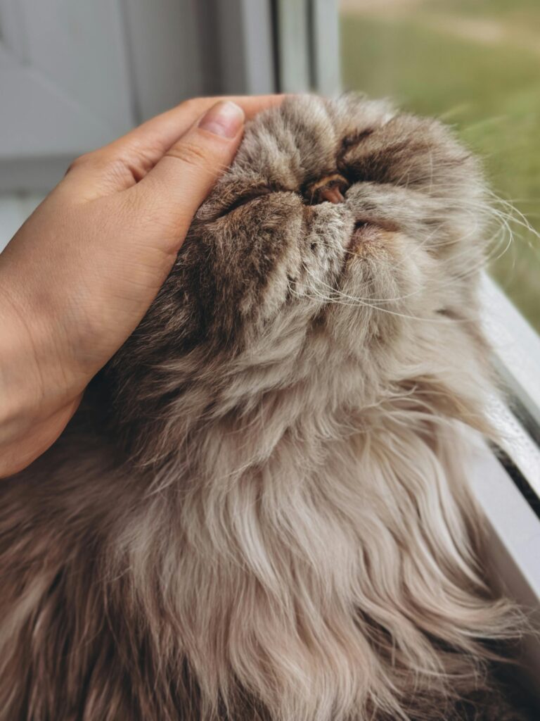 difusor-de-feromônios-para-gatos