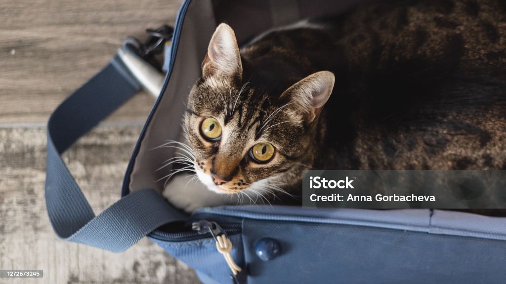 mala-de-viagem-para-gato