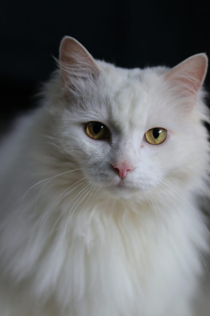 troca-de-pelo-do-gato