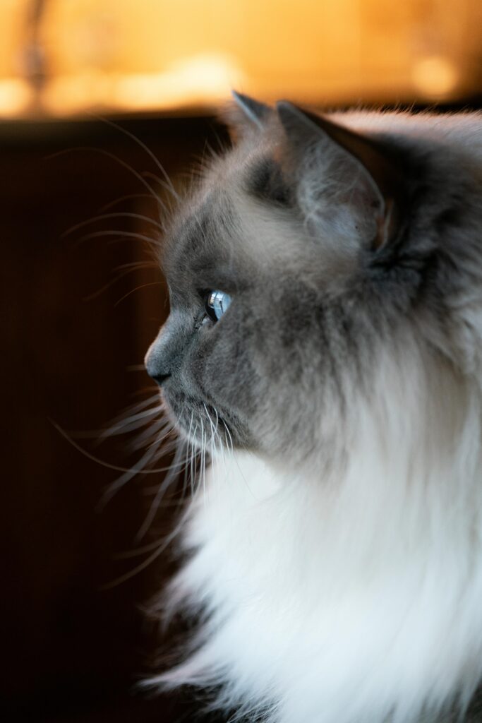 troca-de-pelo-do-gato