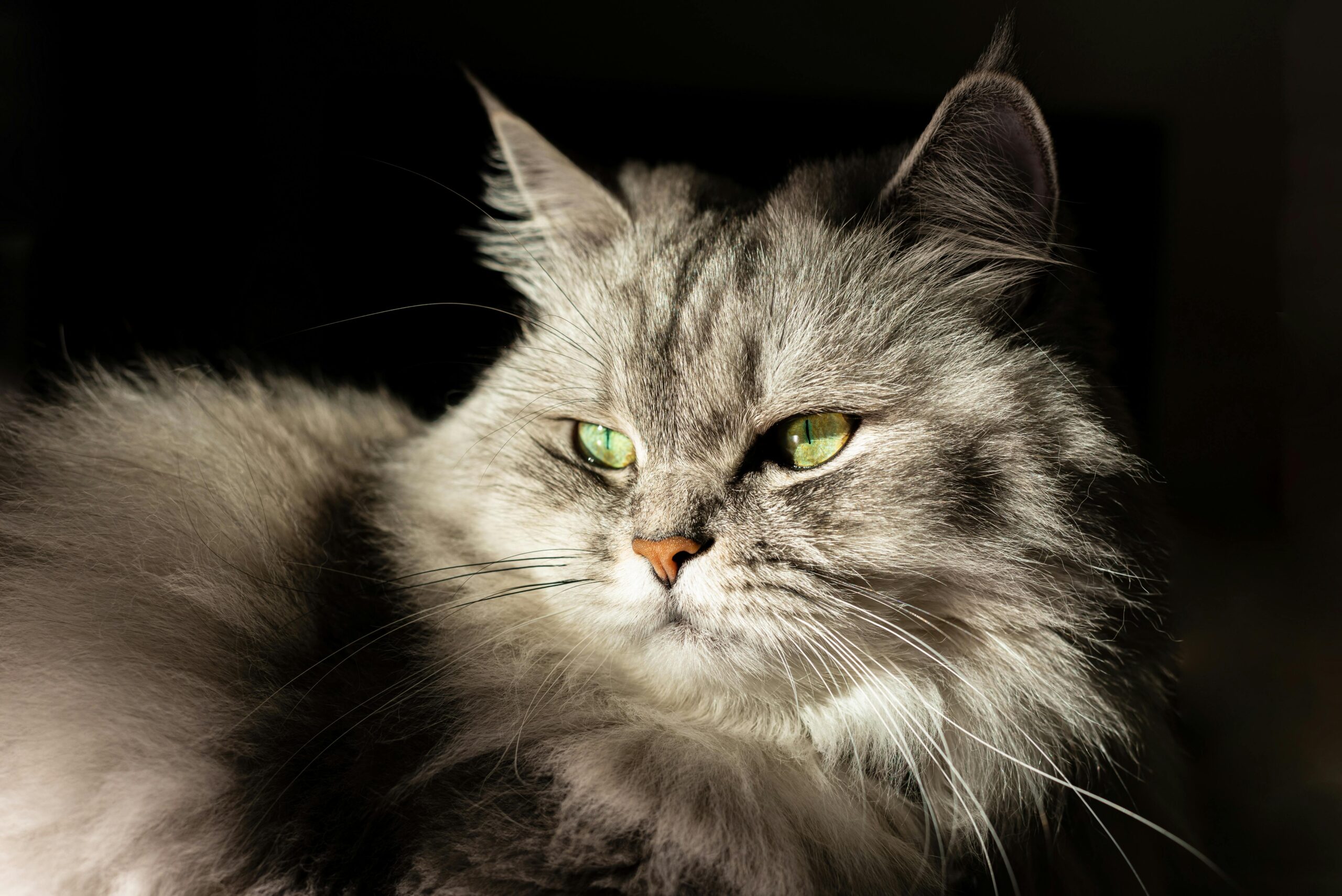 troca-de-pelo-do-gato