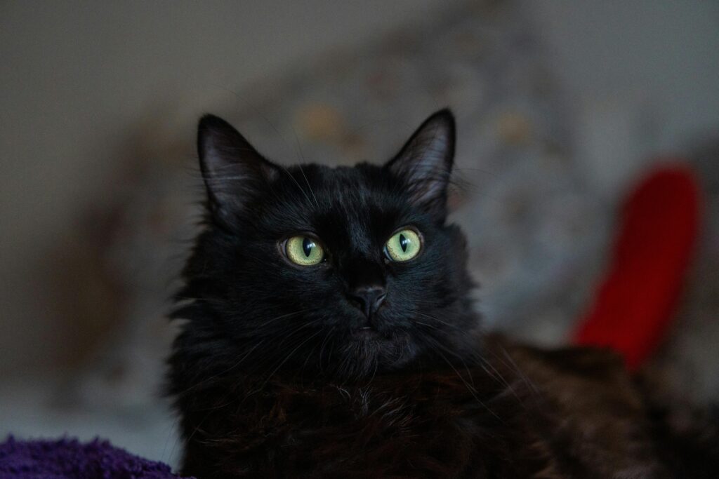 gatos-mitos-e-verdades