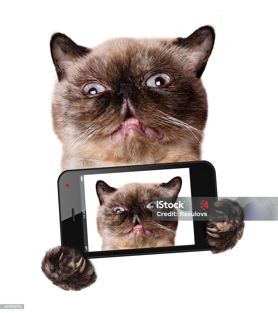 filmes-com-gatos-protagonistas