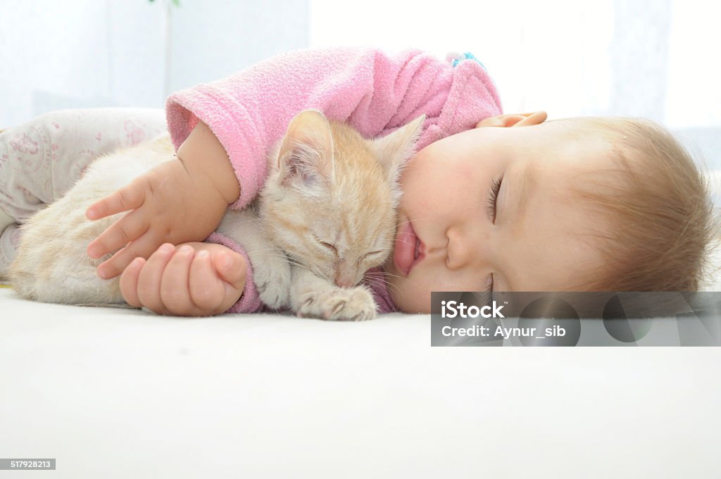 gatos-mitos-e-verdades