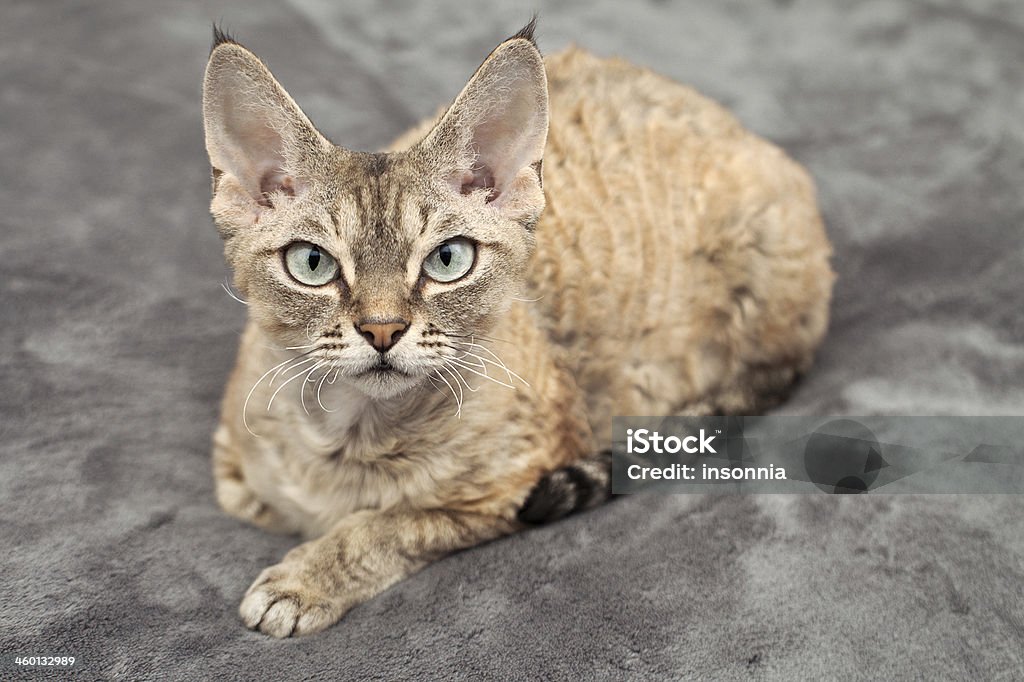 raças-de-gatos-que-soltam-pouco-pelo