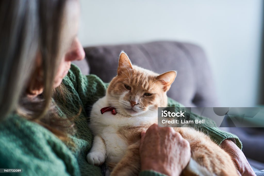 suplementos-para-gatos-idosos