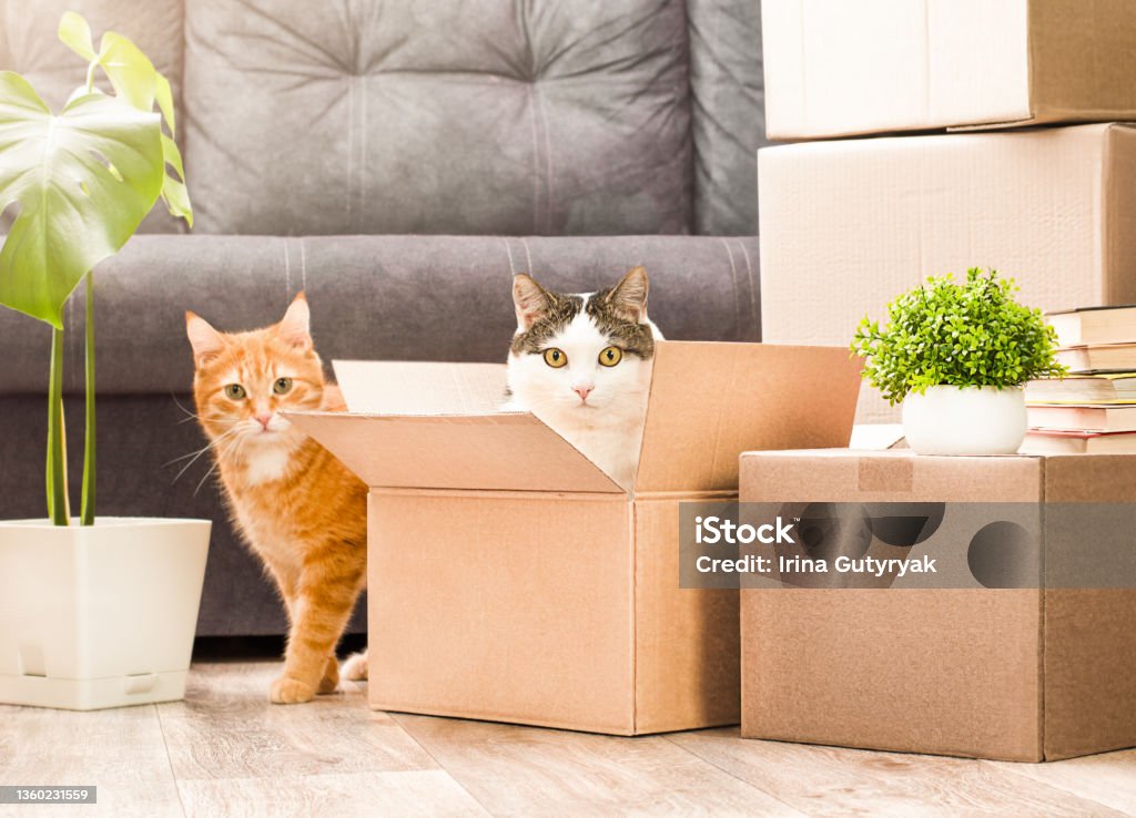 gatos-e-mudança-de-casa