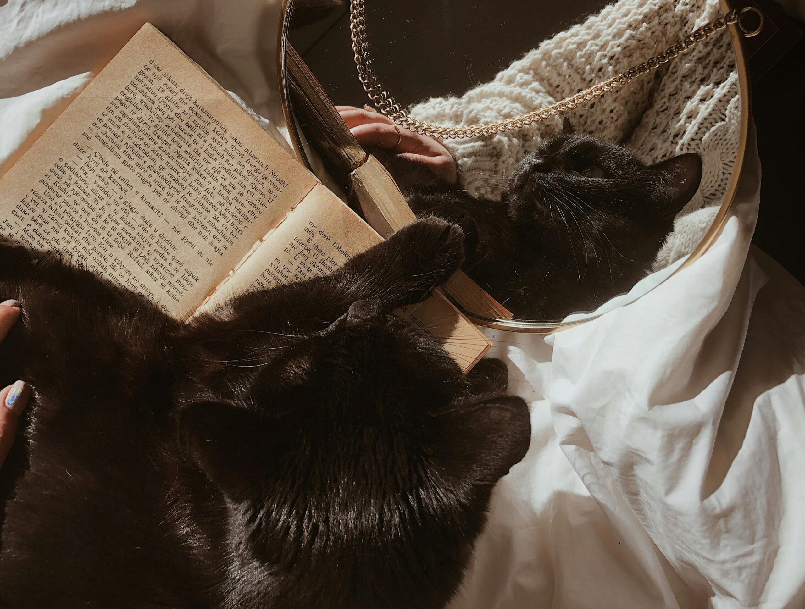 livros-com-gatos