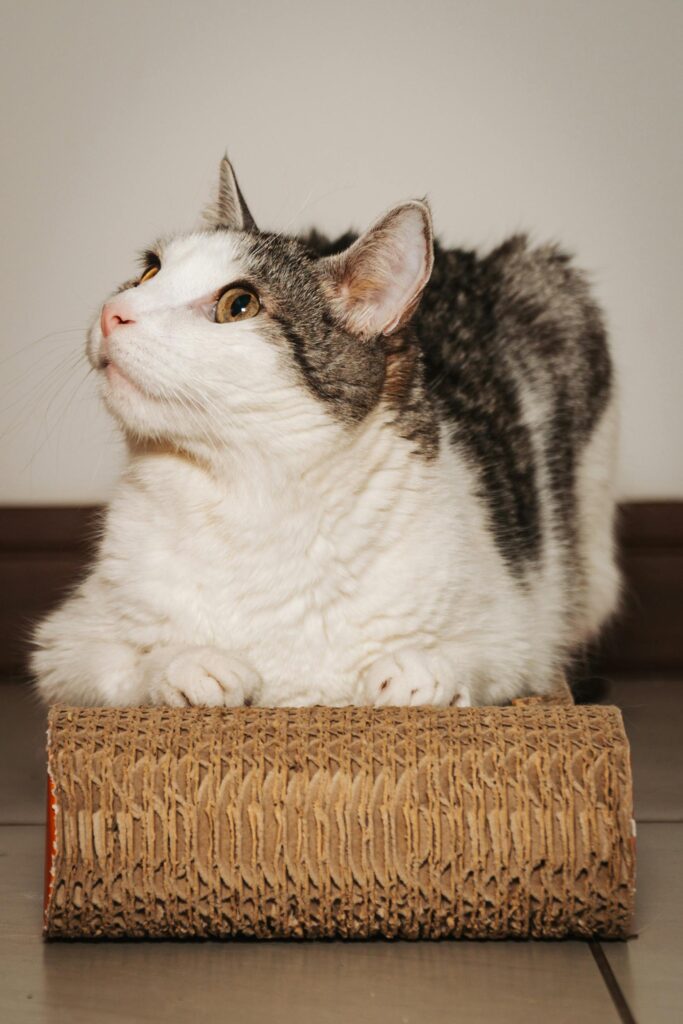 arranhadores-para-gatos-na-decoração