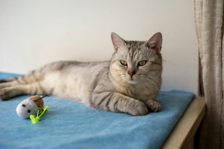 brinquedos-para-gatos-idosos