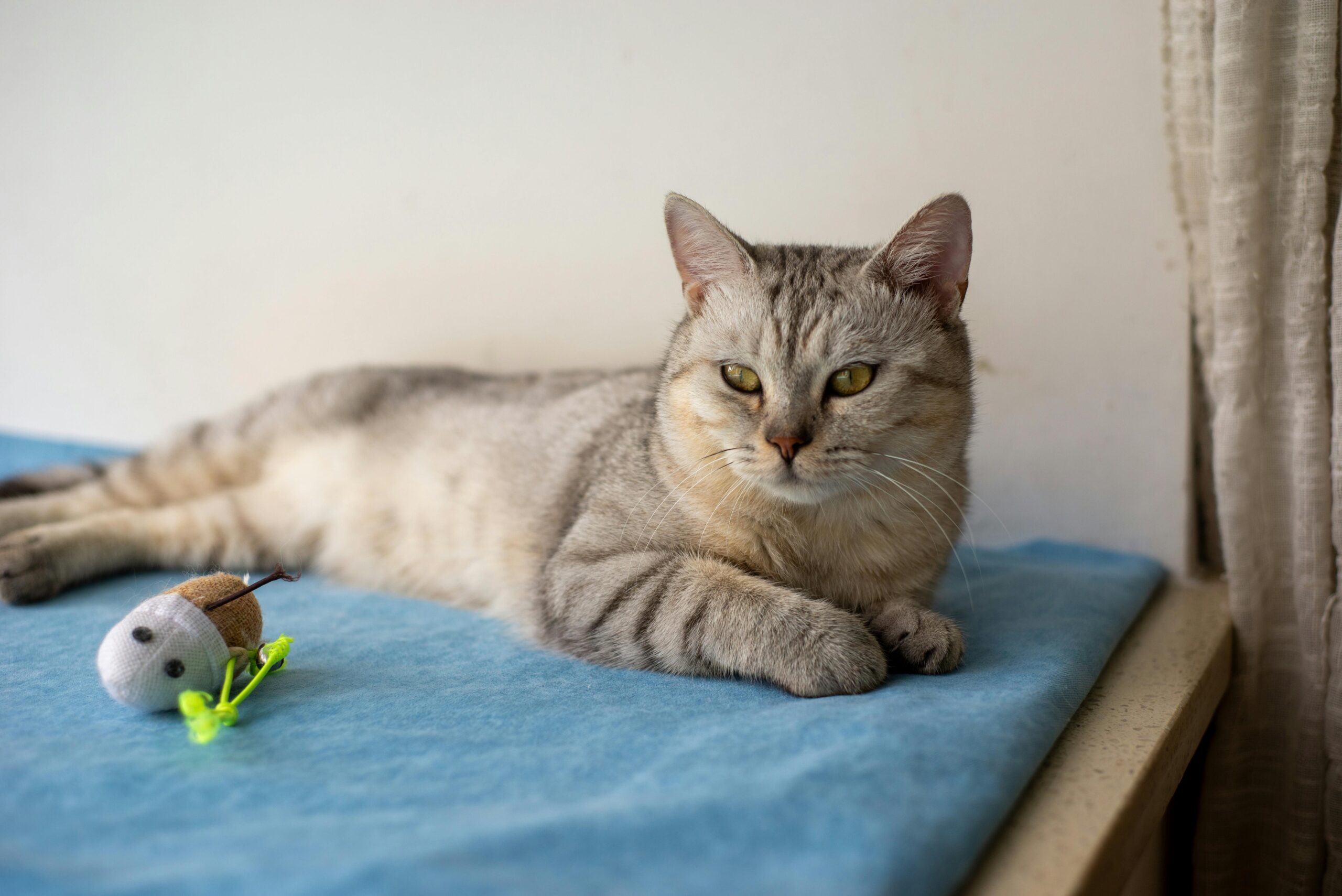 brinquedos-para-gatos-idosos