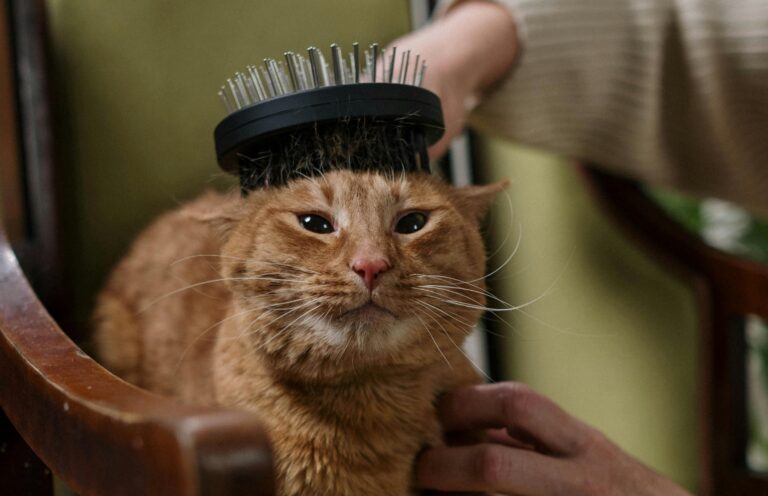 escova-para-gatos