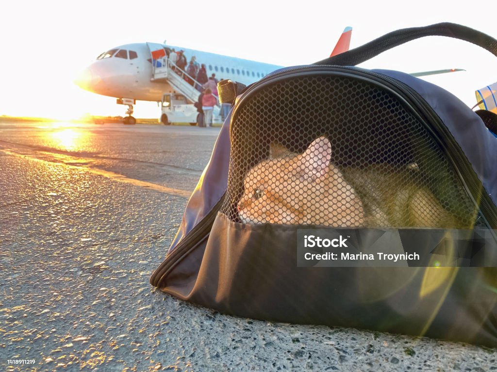 cuidar-de-gato-em-viagens